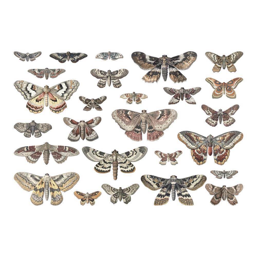 Tim Holtz Idea-ology - Halloween Transparencies, Moths TH94403